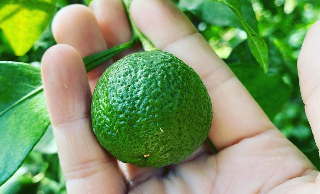 園地で育つ小さな青い柑橘を手に持った様子