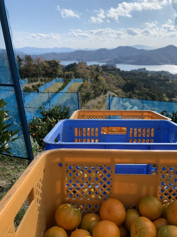 海の見える園地と、収穫した実を入れたコンテナ