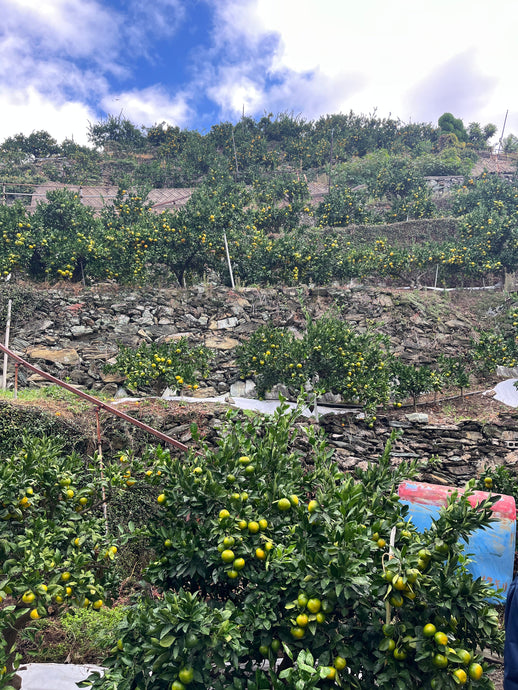 八幡浜の段々畑に学ぶ ― 石垣が支えるみかんの風景