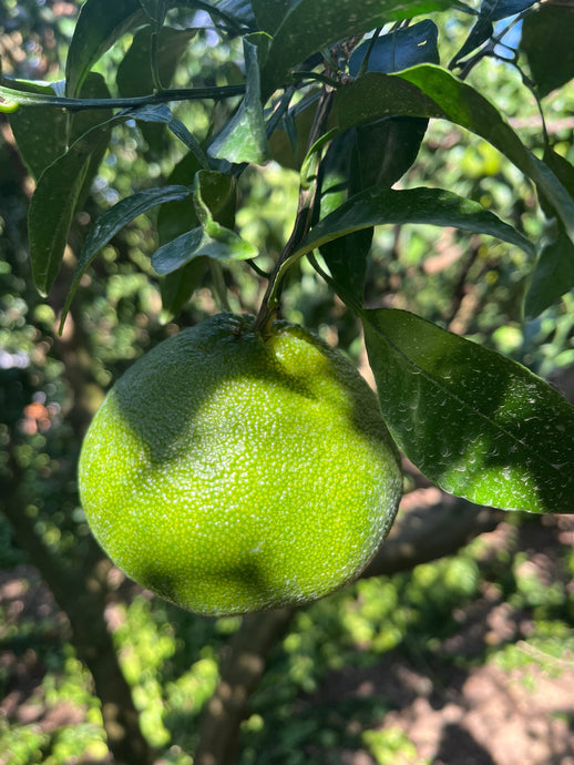 不知火の秋、果実の表情が変わる季節に