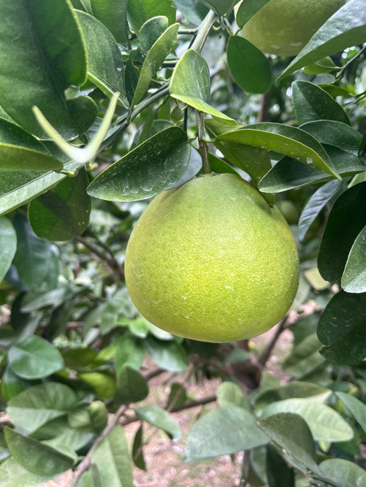 ふるさと納税の返礼品として「河内晩柑」を出品中です