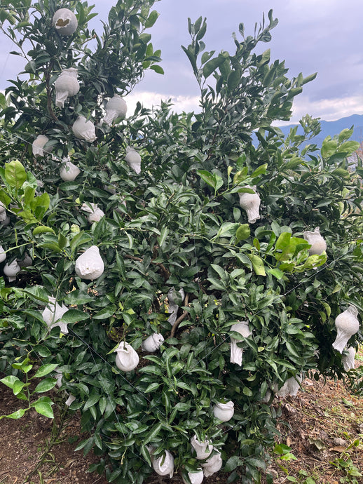 不知火のサンテ掛けを開始しました