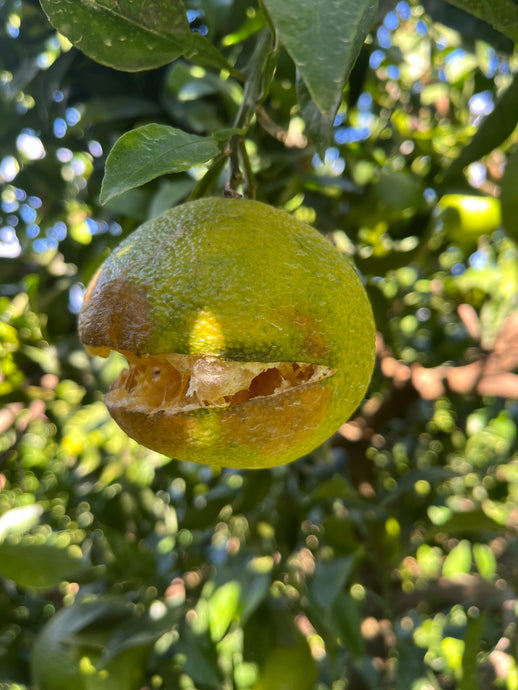 裂果の季節がやってきた