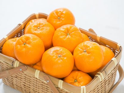 【予約商品】愛南ポンカン（サイズミックス）