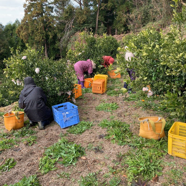 園地で収穫の作業をする様子