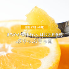 画像をギャラリービューアに読み込む, 【予約商品】愛南ゴールド（河内晩柑）・後期 10kg
