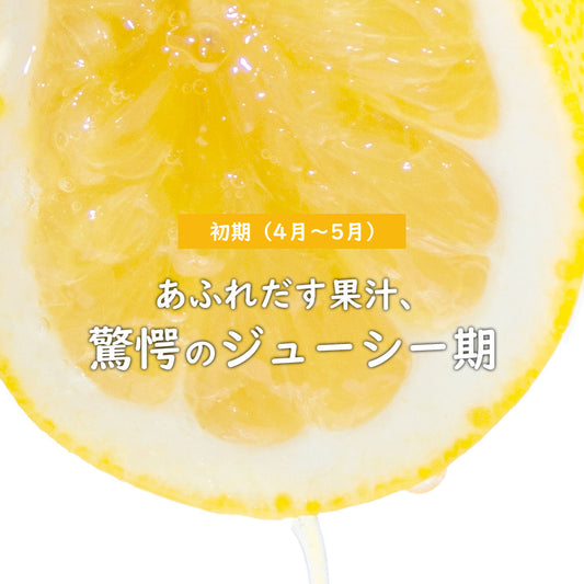 【予約商品】愛南ゴールド（河内晩柑）・初期