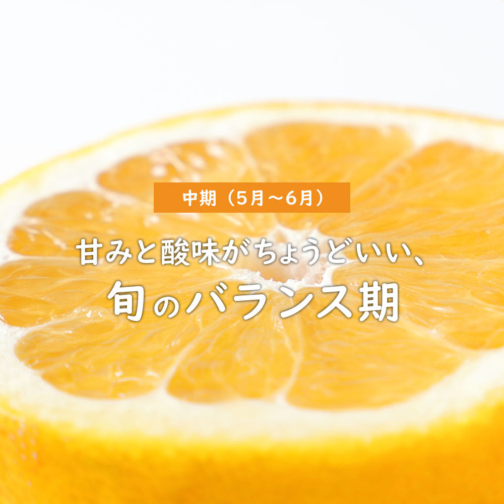 【予約商品】愛南ゴールド（河内晩柑）・中期 10kg