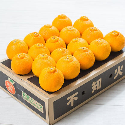 【贈答用】不知火